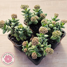 Load image into Gallery viewer, Crassula 'Warmsley Blue'