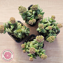 Load image into Gallery viewer, Crassula 'Warmsley Blue'