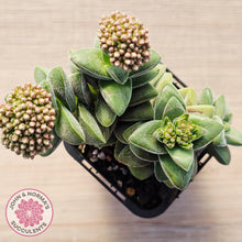 Load image into Gallery viewer, Crassula 'Warmsley Blue'