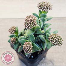 Load image into Gallery viewer, Crassula 'Warmsley Blue'