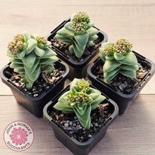 Load image into Gallery viewer, Crassula 'Warmsley Blue'