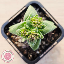 Load image into Gallery viewer, Crassula 'Warmsley Blue'