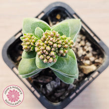 Load image into Gallery viewer, Crassula 'Warmsley Blue'