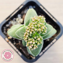 Load image into Gallery viewer, Crassula 'Warmsley Blue'