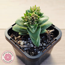 Load image into Gallery viewer, Crassula 'Warmsley Blue'