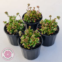 Load image into Gallery viewer, Crassula atropurpurea var. anomala