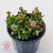 Load image into Gallery viewer, Crassula atropurpurea var. anomala