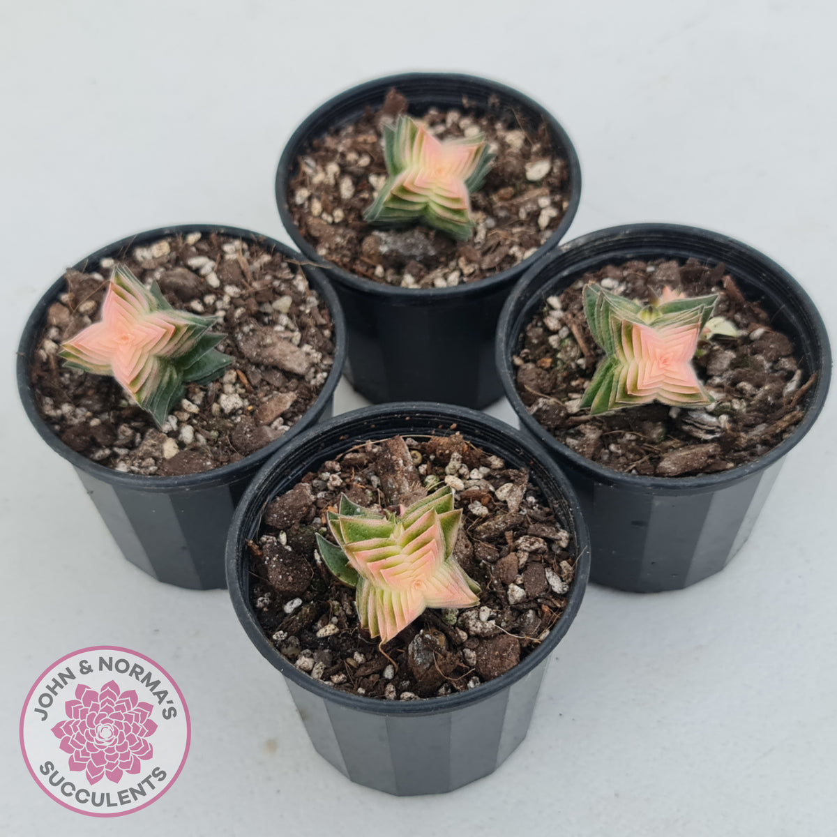 Crassula capitella ssp thyrsiflora variegated