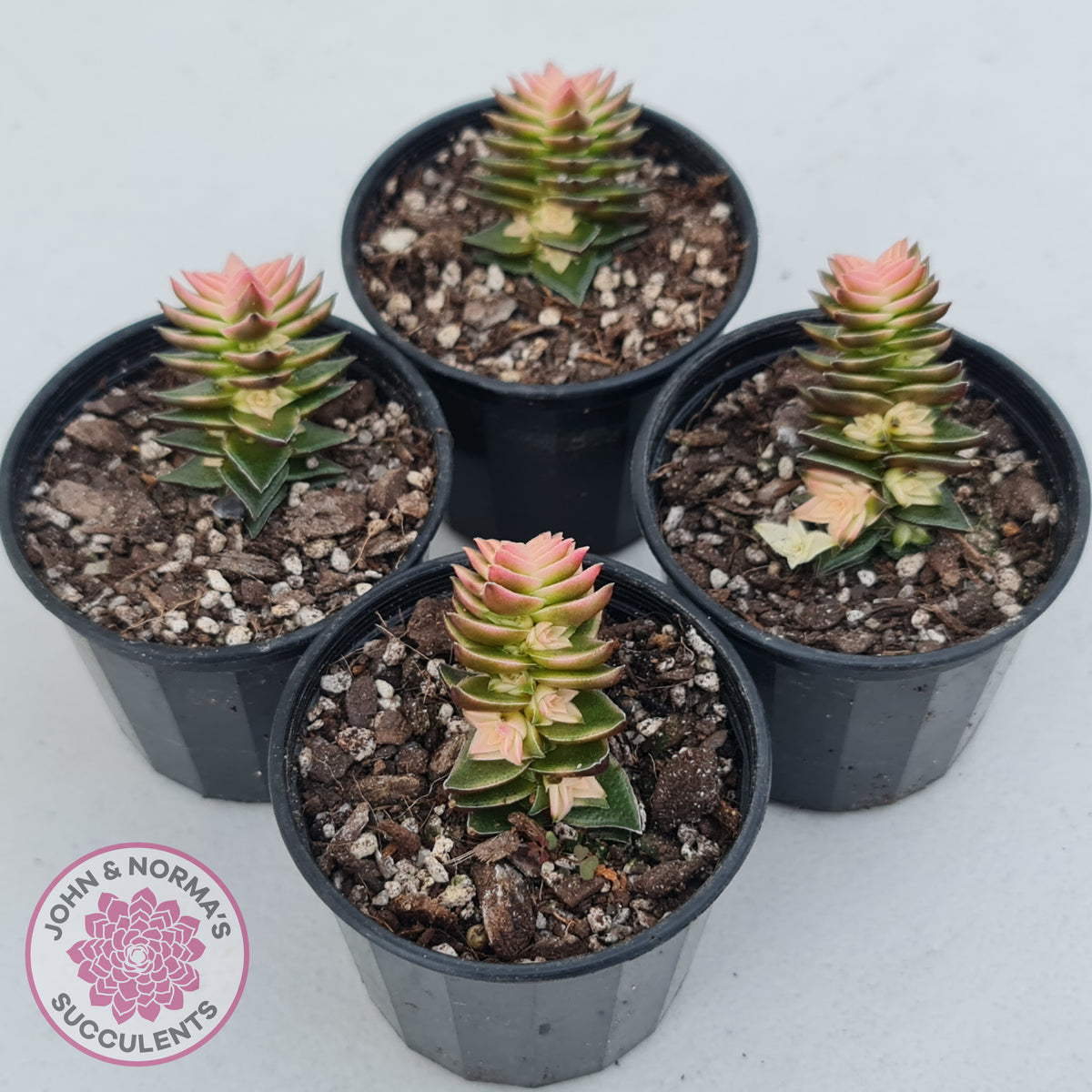 Crassula capitella ssp thyrsiflora variegated