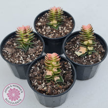 Load image into Gallery viewer, Crassula capitella ssp thyrsiflora variegated