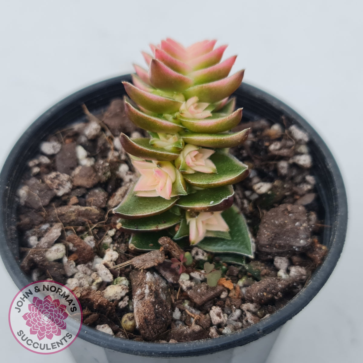 Crassula capitella ssp thyrsiflora variegated