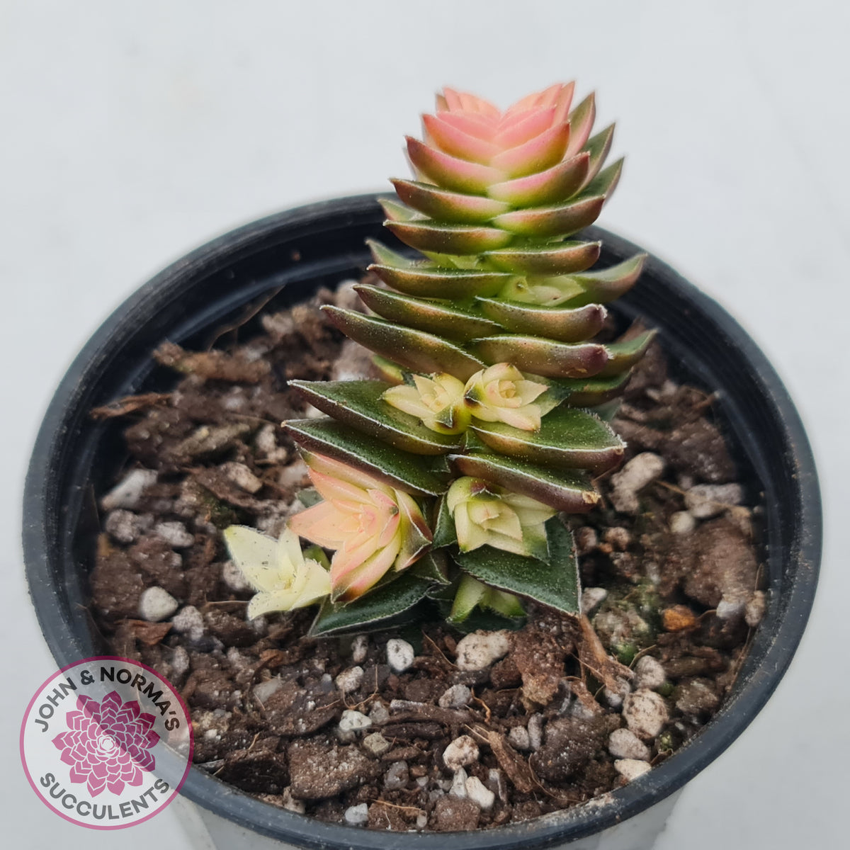Crassula capitella ssp thyrsiflora variegated