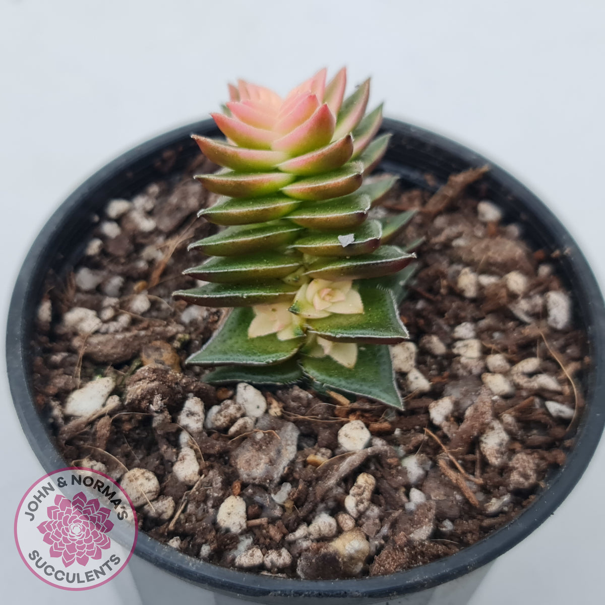 Crassula capitella ssp thyrsiflora variegated