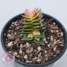 Load image into Gallery viewer, Crassula capitella ssp thyrsiflora variegated