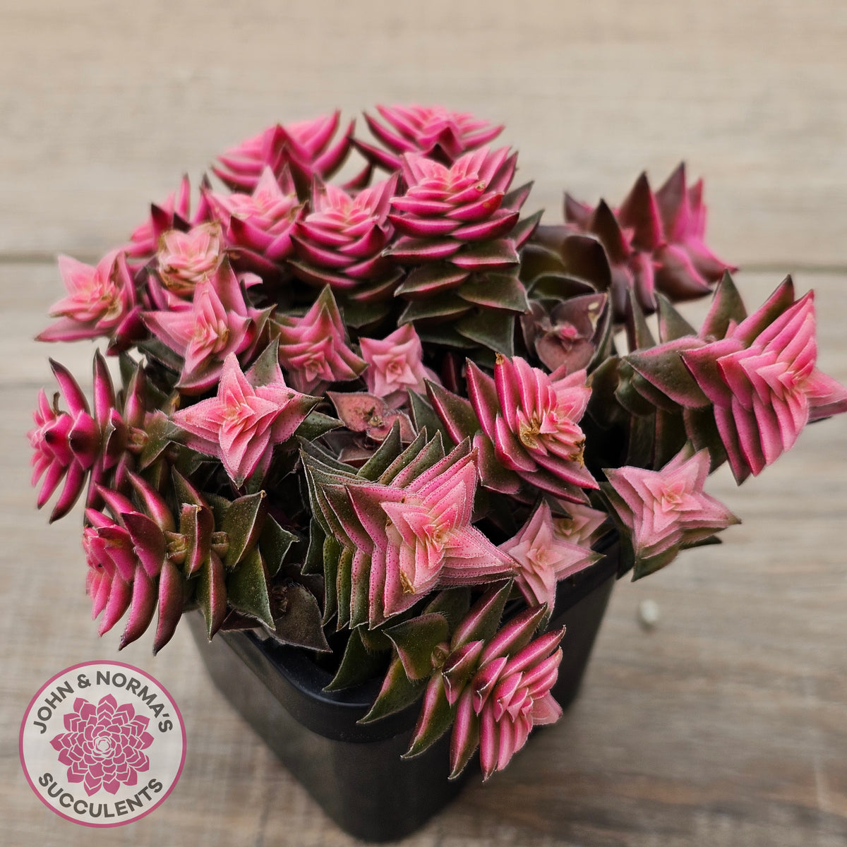 Crassula capitella ssp thyrsiflora variegated
