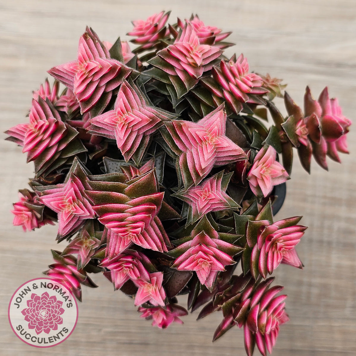 Crassula capitella ssp thyrsiflora variegated