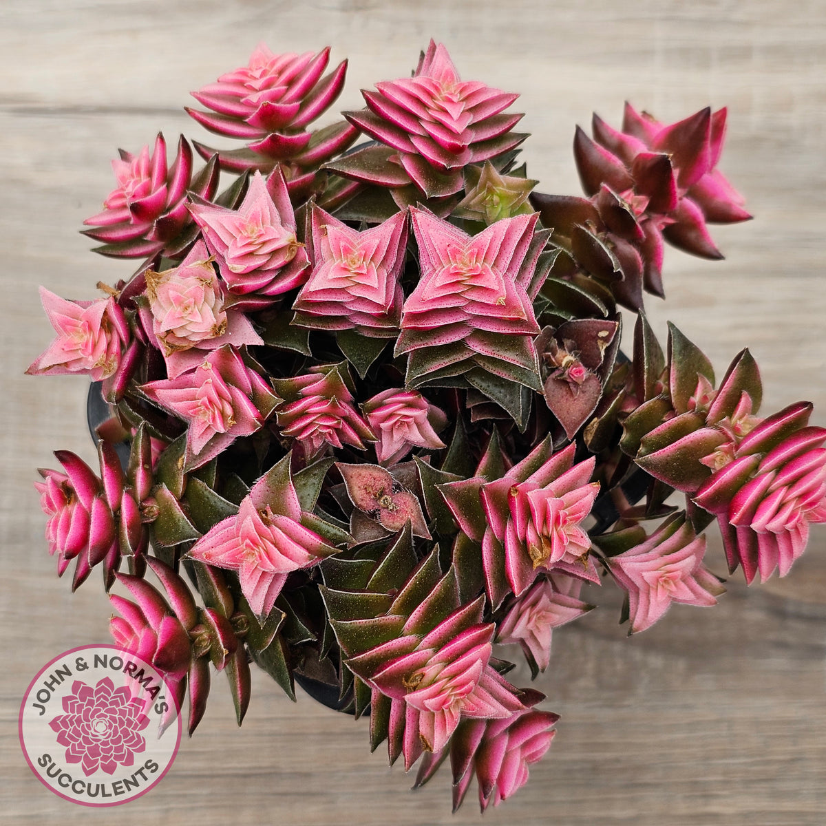 Crassula capitella ssp thyrsiflora variegated