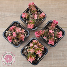 Load image into Gallery viewer, Crassula capitella ssp thyrsiflora variegated