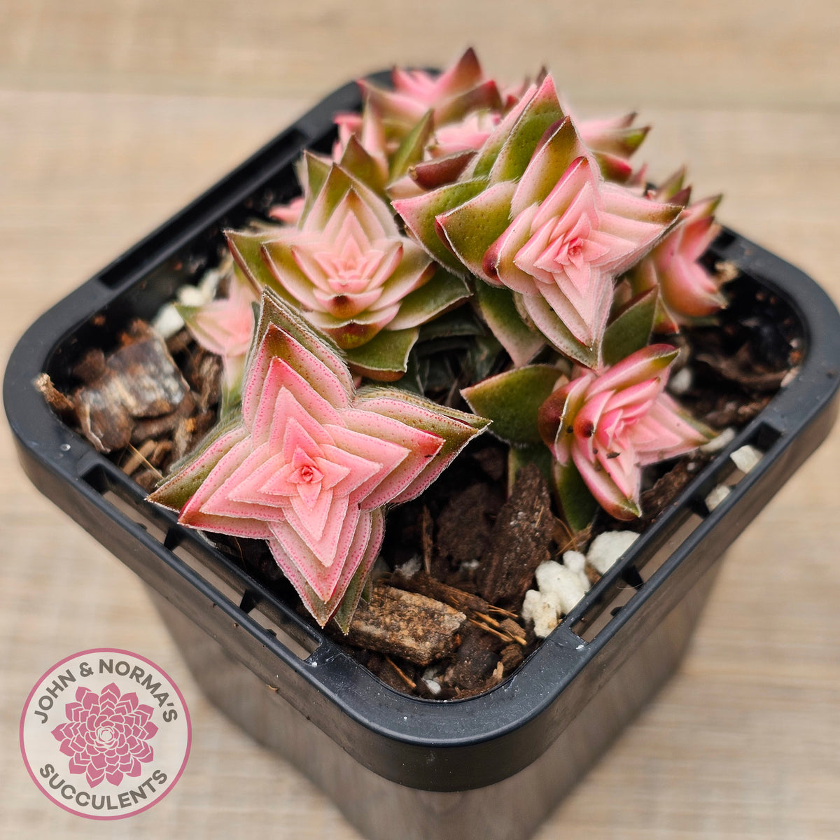 Crassula capitella ssp thyrsiflora variegated