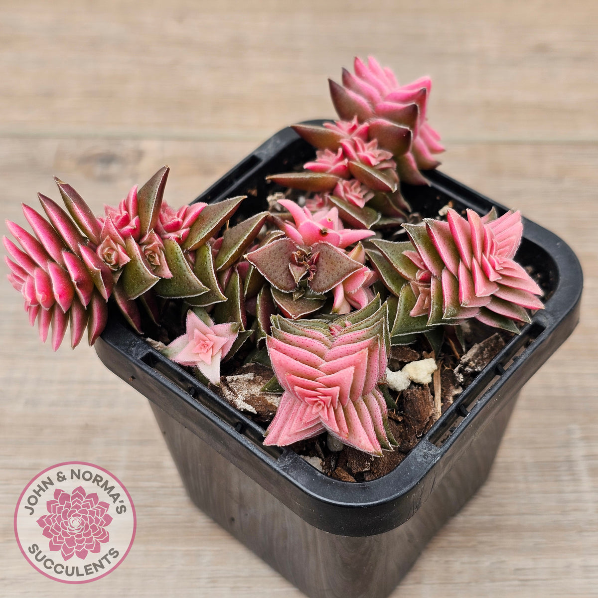 Crassula capitella ssp thyrsiflora variegated