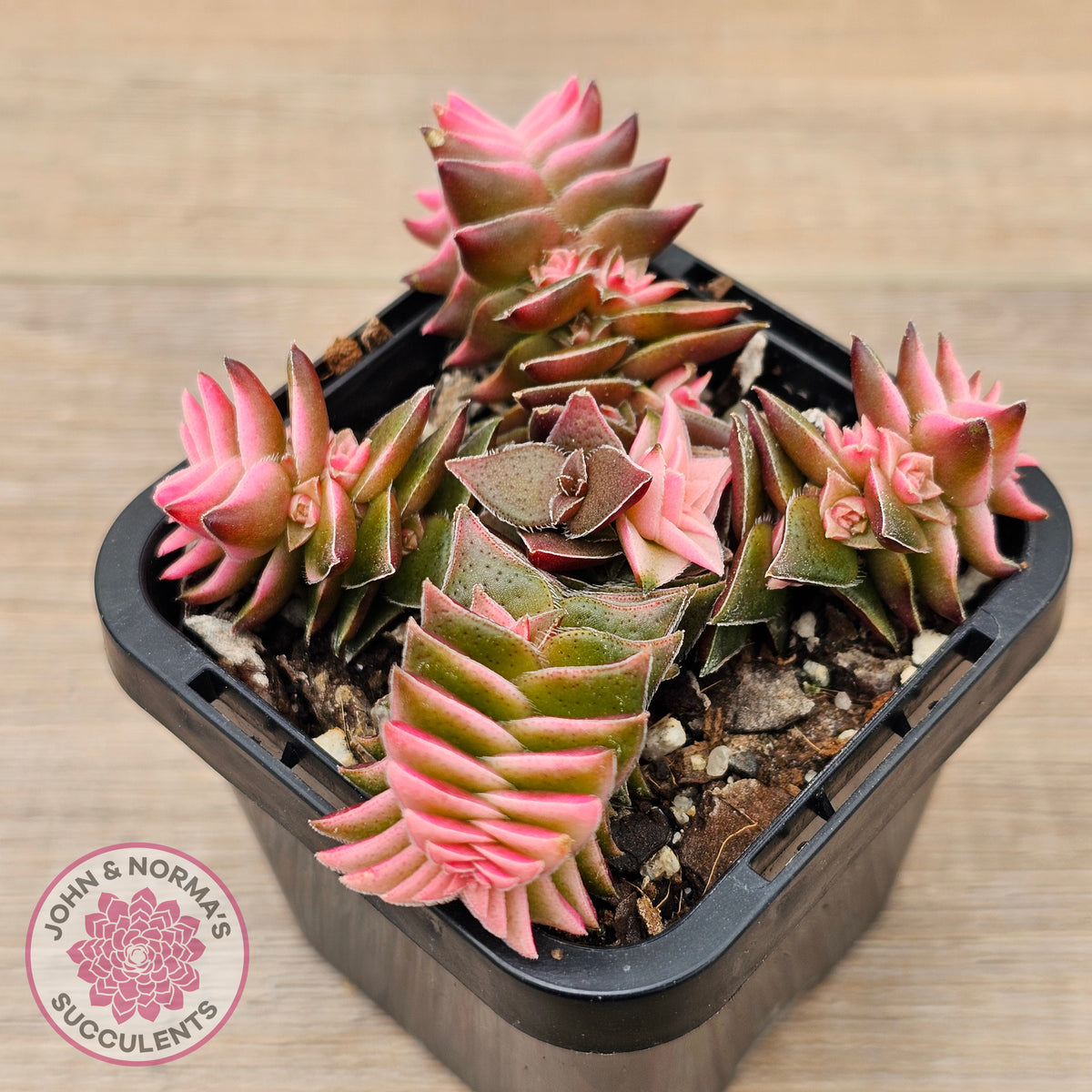 Crassula capitella ssp thyrsiflora variegated