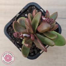 Load image into Gallery viewer, Crassula clavata