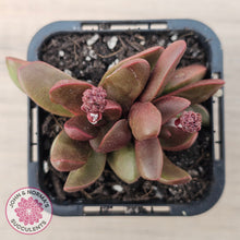 Load image into Gallery viewer, Crassula clavata