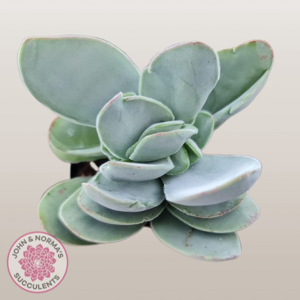 crassula dubia succulent Buy Crassula cotyledonis 'Dubia' Australia