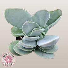 Load image into Gallery viewer, Crassula cotyledonis 'Dubia'