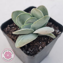 Load image into Gallery viewer, Crassula cotyledonis 'Dubia'
