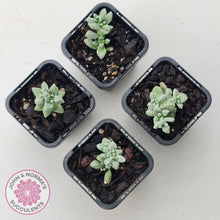 Load image into Gallery viewer, Crassula deltoidea - John & Norma's Succulents Australia
