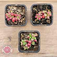 Load image into Gallery viewer, Crassula elegans purple form - John & Norma's Succulents Australia