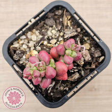 Load image into Gallery viewer, Crassula elegans purple form - John & Norma's Succulents Australia