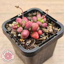 Load image into Gallery viewer, Crassula elegans purple form - John & Norma's Succulents Australia