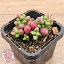 Load image into Gallery viewer, Crassula elegans purple form - John & Norma's Succulents Australia