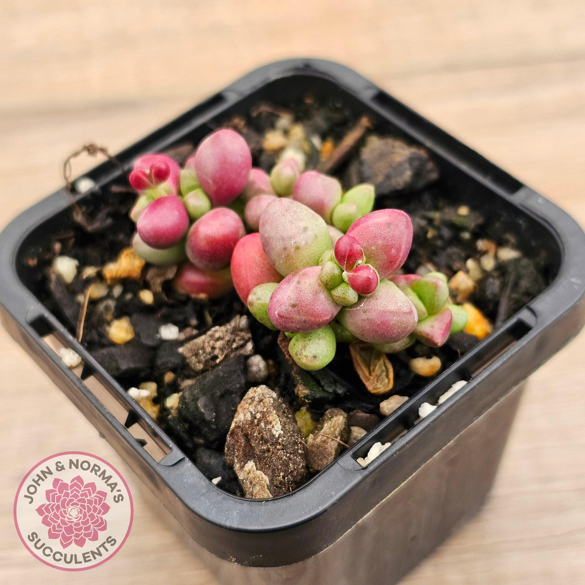 Crassula elegans purple form