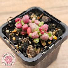 Load image into Gallery viewer, Crassula elegans purple form - John & Norma's Succulents Australia