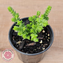 Load image into Gallery viewer, Crassula ericoides 'Large Whipcord'