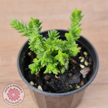 Load image into Gallery viewer, Crassula ericoides 'Large Whipcord'