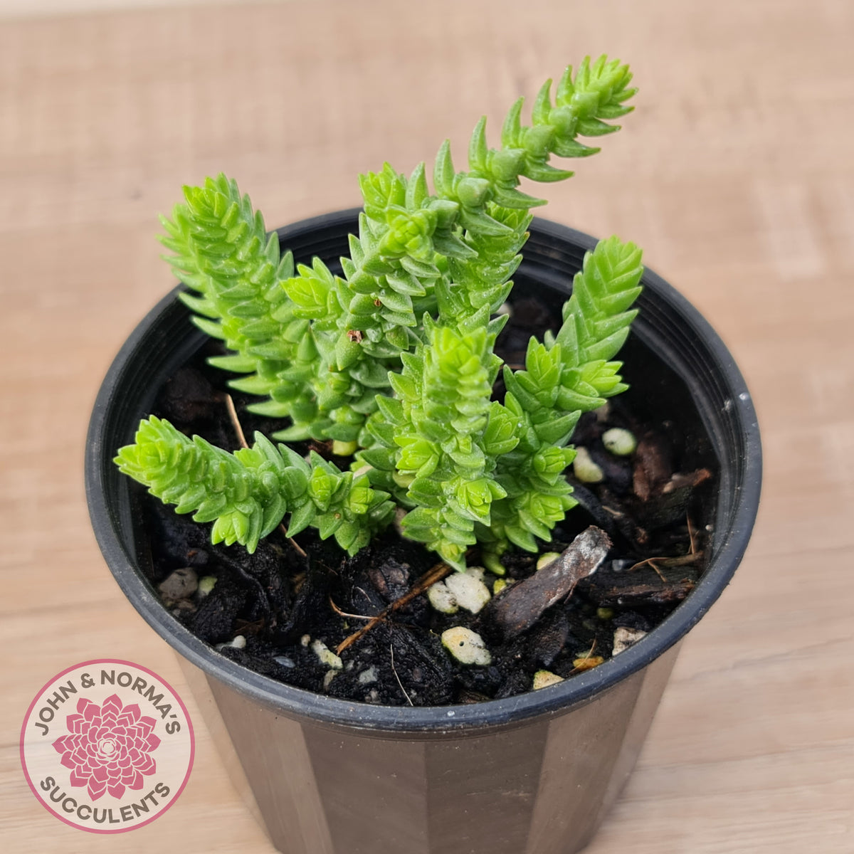 Crassula ericoides 'Large Whipcord'