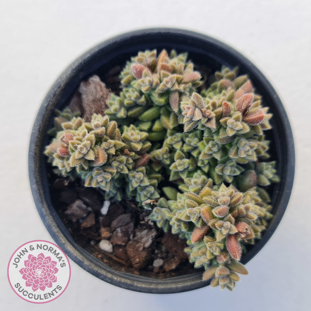 Crassula ernestii