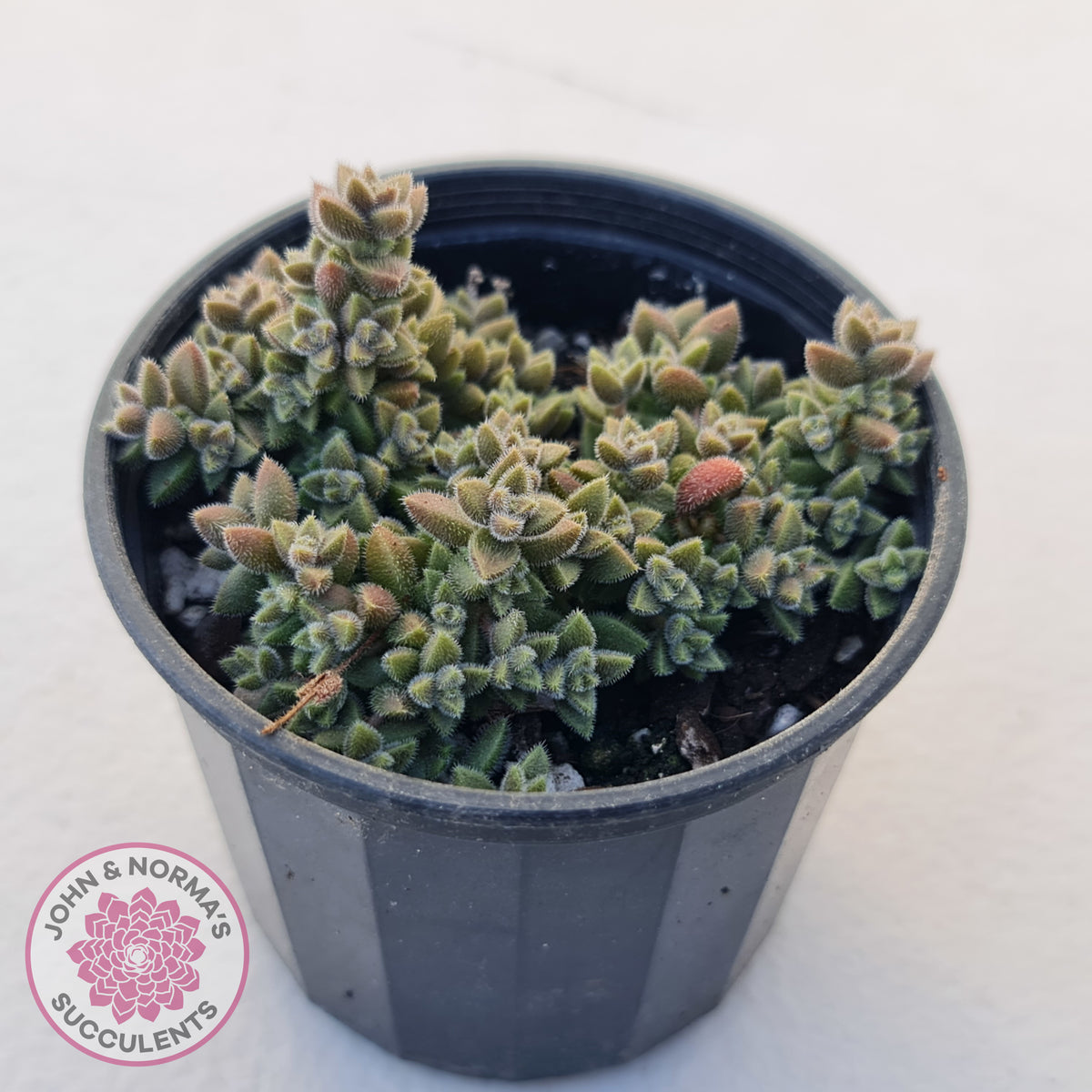 Crassula ernestii