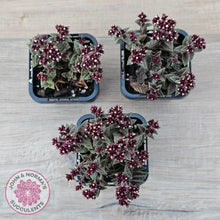 Load image into Gallery viewer, Crassula exilis ssp. cooperi