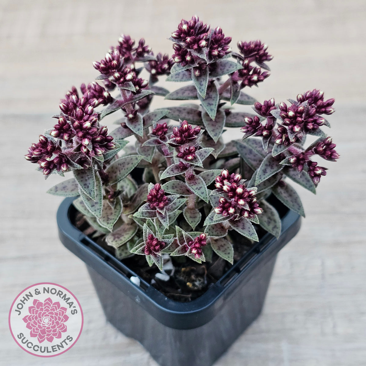 Crassula exilis ssp. cooperi