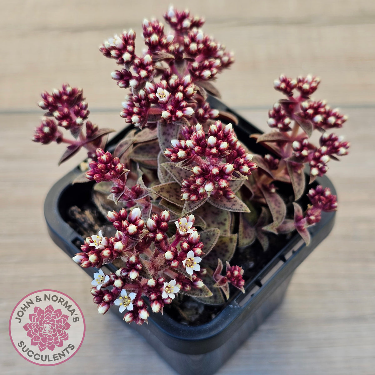 Crassula exilis ssp. cooperi