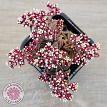 Load image into Gallery viewer, Crassula exilis ssp. cooperi