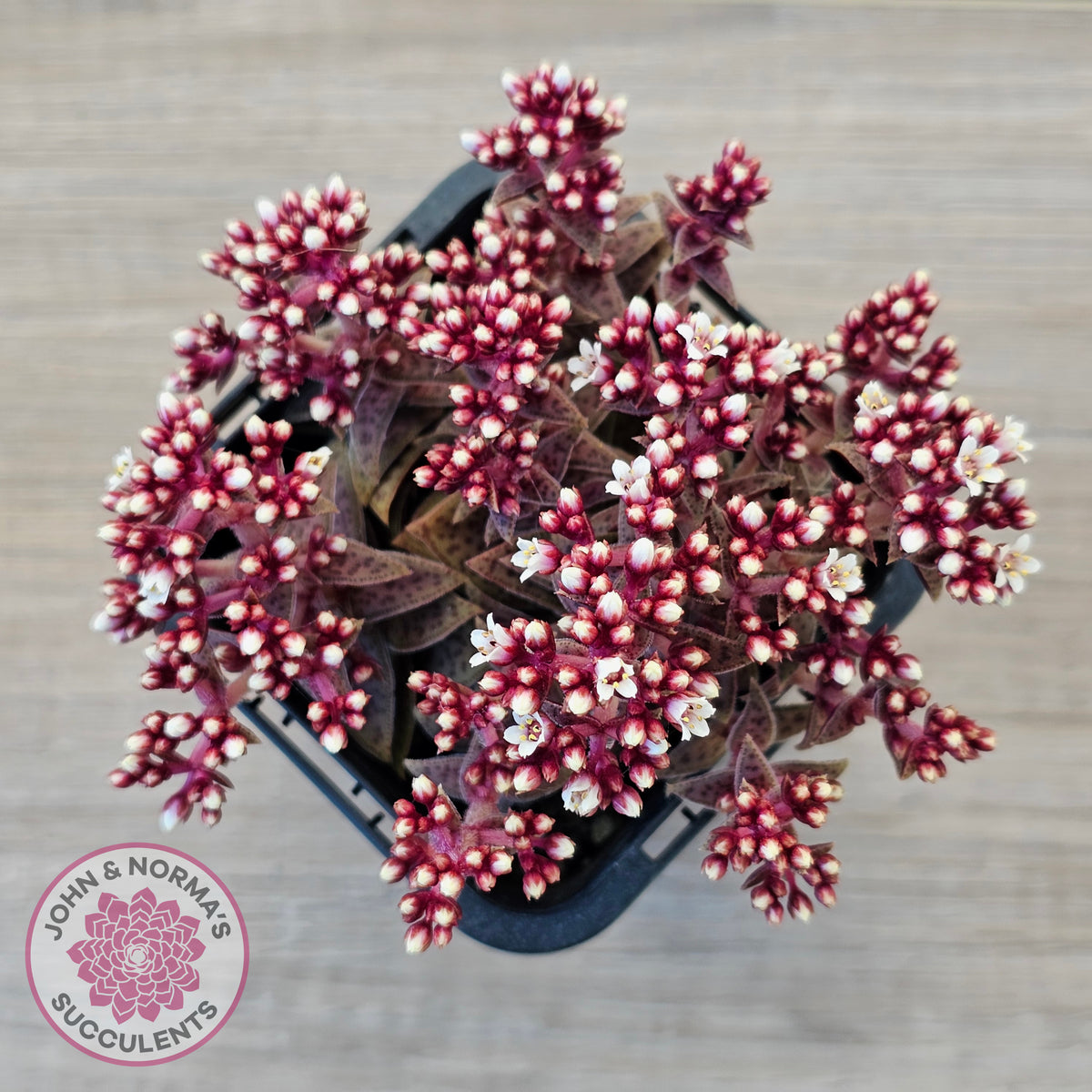 Crassula exilis ssp. cooperi