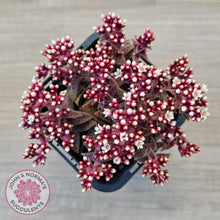 Load image into Gallery viewer, Crassula exilis ssp. cooperi