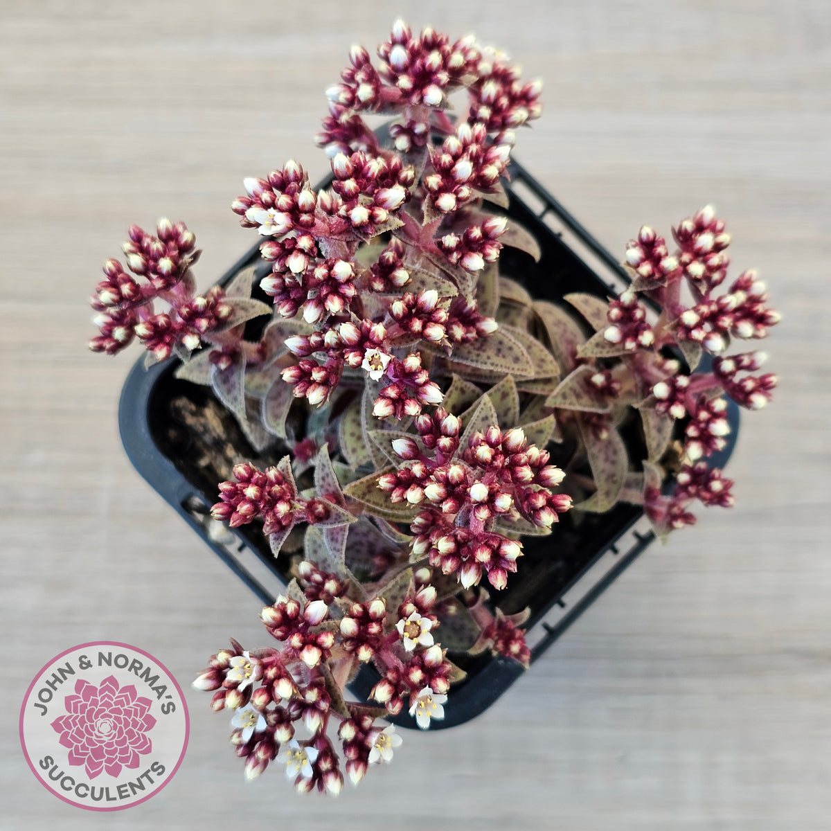 Crassula exilis ssp. cooperi