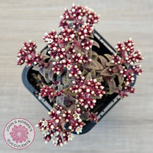 Load image into Gallery viewer, Crassula exilis ssp. cooperi